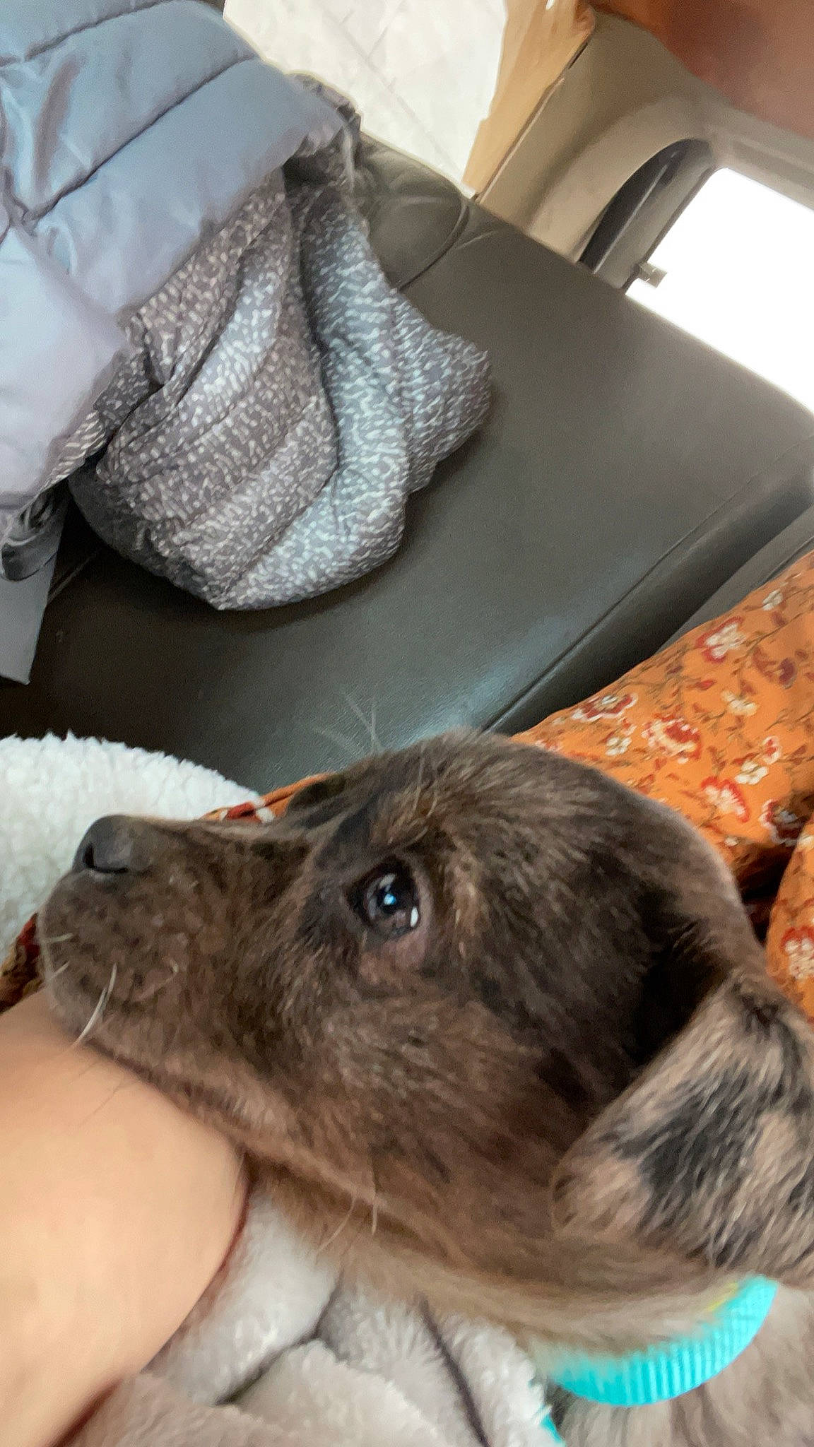 Willow is registered to the contest to win money with this photo: canidae, carnivore, chair, comfort, companion_dog, dog, dog_breed, fawn, felidae, flooring, fur, liver, rabbit, rabbits_and_hares, room, small_to_medium_sized_cats, snout, sporting_group, whiskers, working_animal