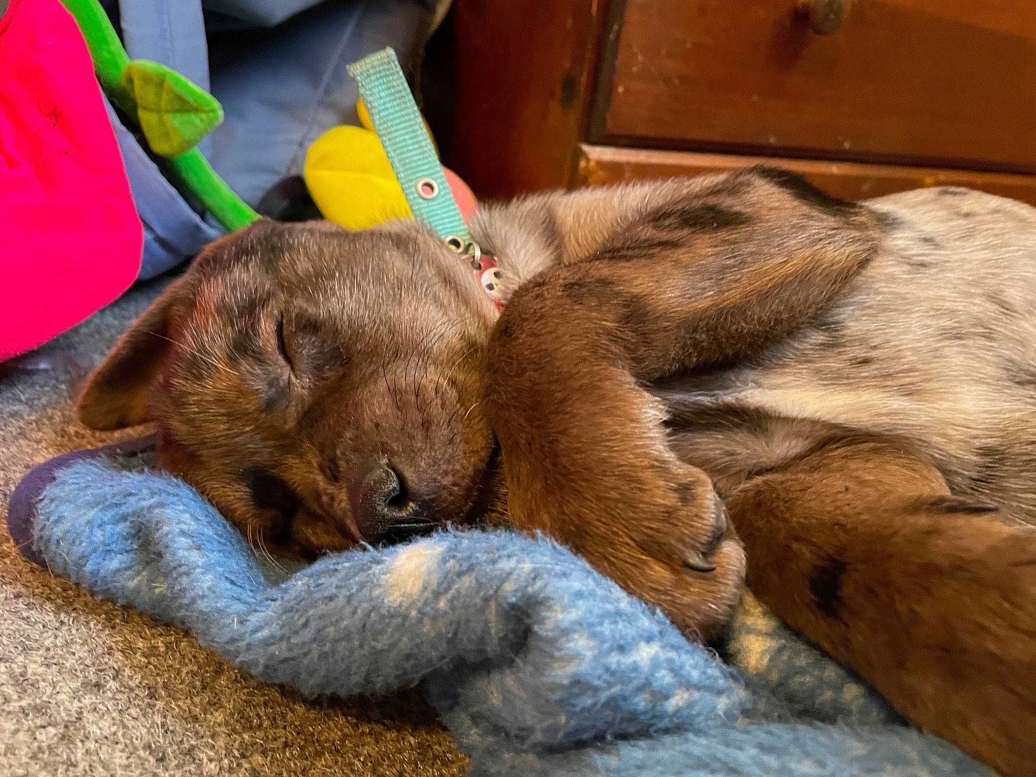 Willow is registered to the contest to win money with this photo: canidae, carnivore, comfort, companion_dog, dog, dog_bed, dog_breed, ear, fawn, fur, liver, mammal, nap, pet_supply, rabbits_and_hares, snout, sporting_group, telephony, whiskers, working_animal