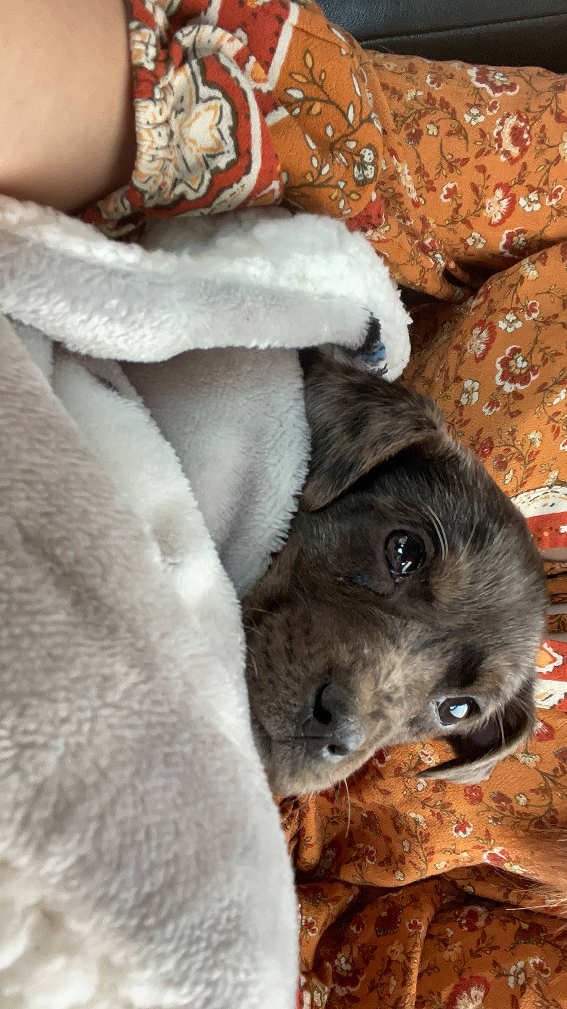 Willow joined the competition — help win amazing prizes! canidae, carnivore, companion_dog, dog, dog_breed, eye, fawn, fur, livestock, non_sporting_group, paw, puppy, snout, sporting_group, stuffed_toy, terrestrial_animal, whiskers, working_animal, wrinkle