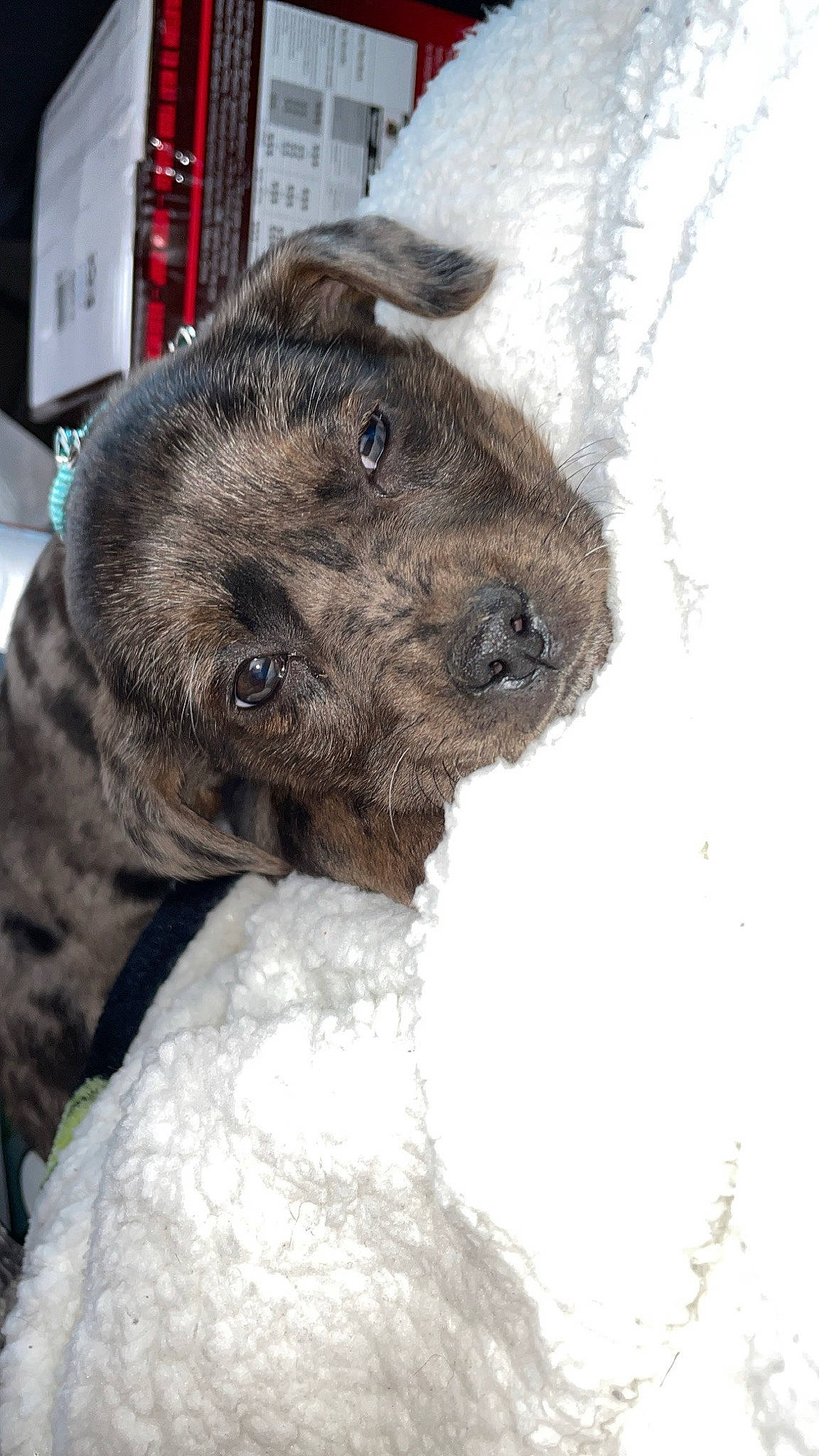 Willow joined the competition — help win amazing prizes! canidae, carnivore, companion_dog, dog, dog_breed, fawn, fur, liver, non_sporting_group, snout, snow, sporting_group, terrestrial_animal, treeing_tennessee_brindle, whiskers, winter, working_animal