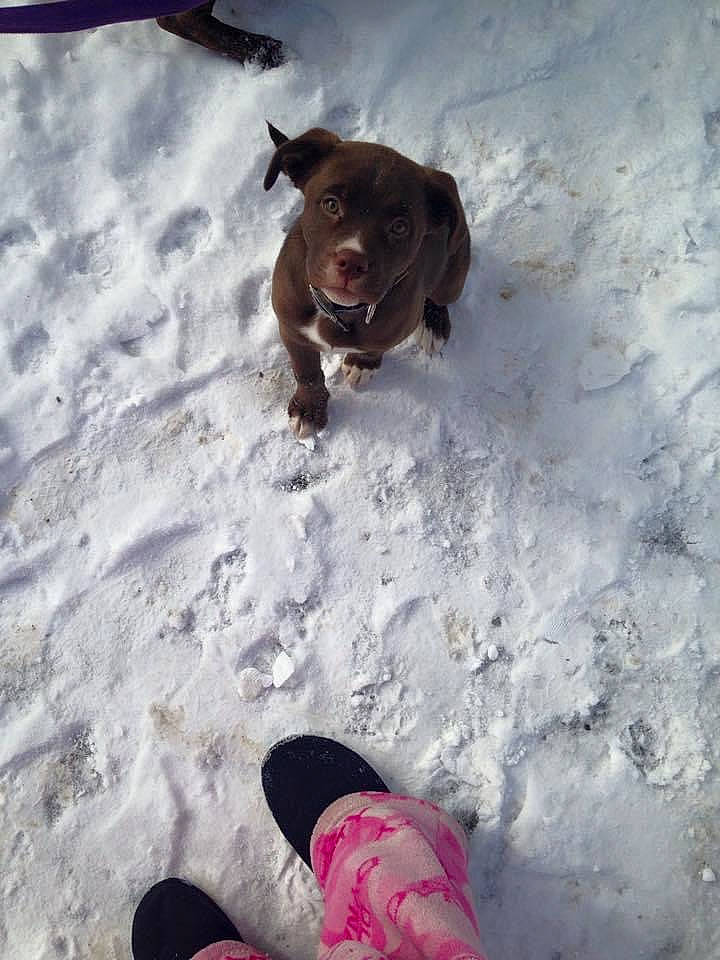 Charlotte is registered to the contest to win money with this photo: carmine, carnivore, companion_dog, dog, dog_breed, dog_collar, fawn, foot, freezing, fun, human_leg, liver, photograph, recreation, snout, snow, sporting_group, tail, winter, working_animal