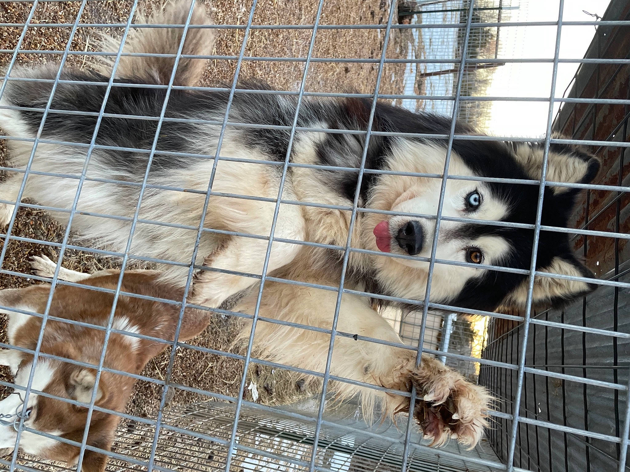 Teddy is registered to the contest to win money with this photo: animal_shelter, cage, carnivore, companion_dog, dog, dog_breed, dog_crate, dog_supply, fence, fur, mesh, pet_supply, procyonidae, recreation, service, snout, sporting_group, terrestrial_animal, whiskers, wildlife