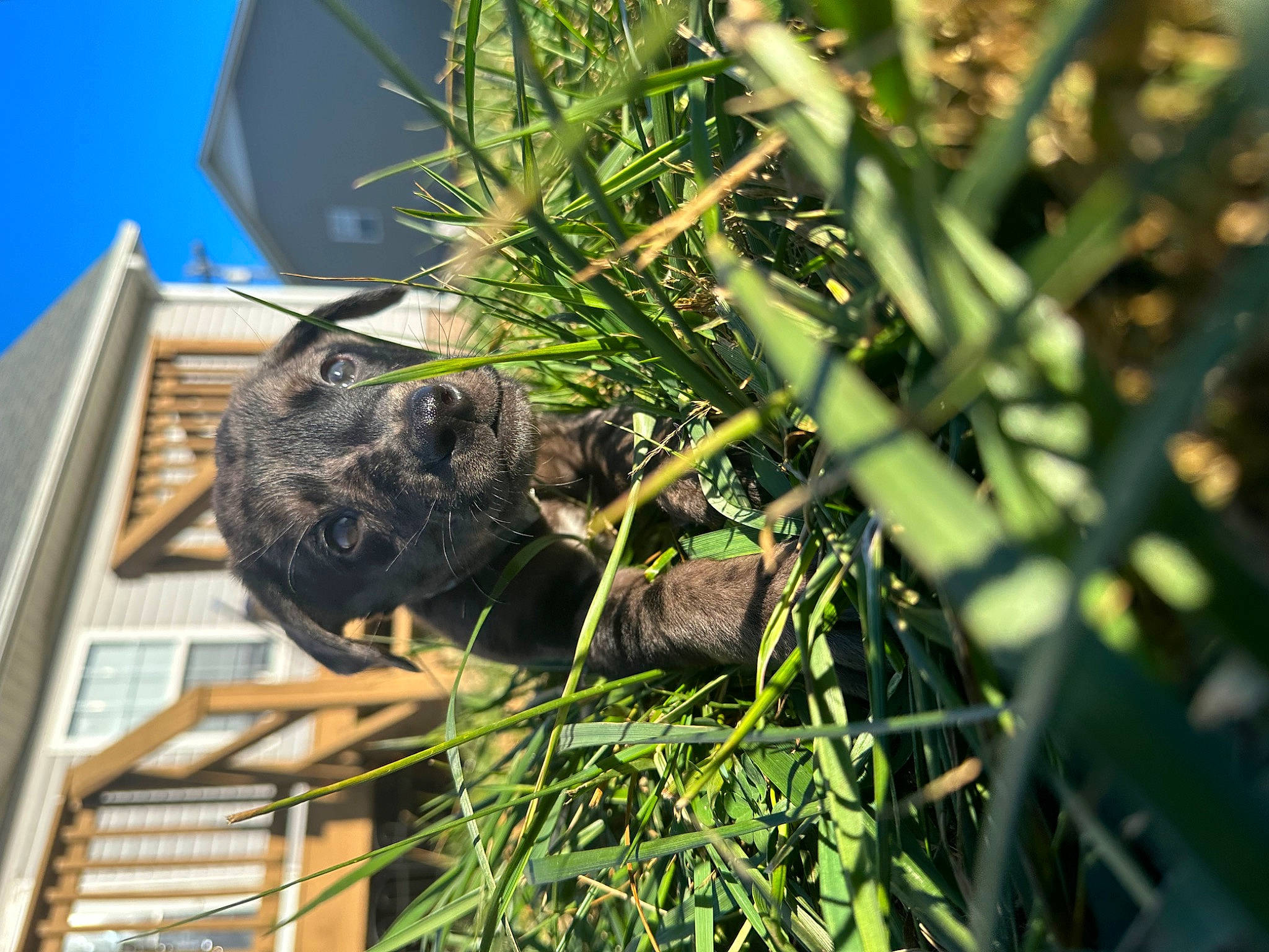 Shax joined the competition — help win amazing prizes! arecales, art, building, carnivore, conifer, dog_breed, felidae, grass, herb, house, palm_tree, plant, sculpture, sky, terrestrial_animal, terrestrial_plant, tree, twig, whiskers, window