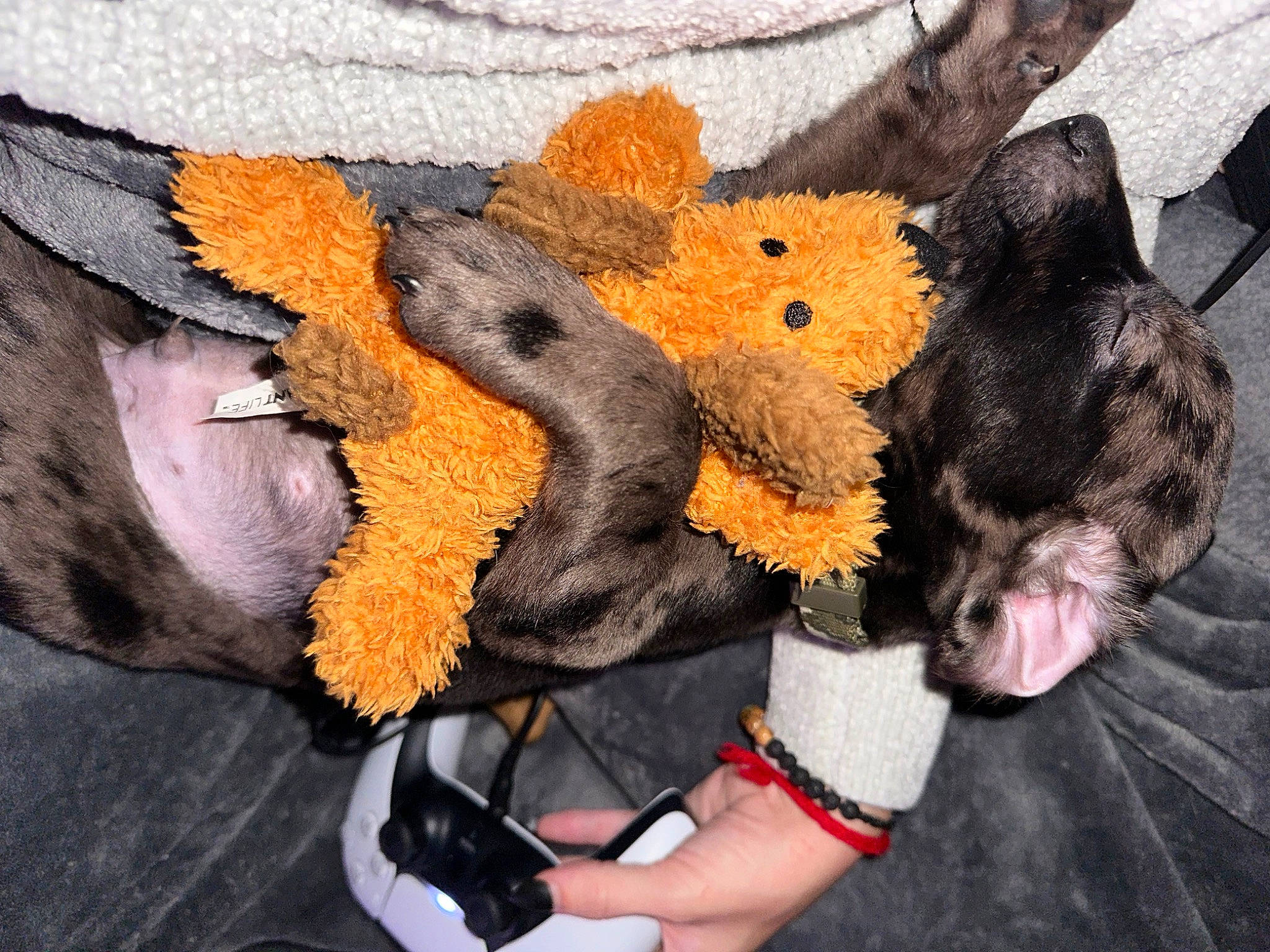 Shax is registered to the contest to win money with this photo: art, canidae, claw, companion_dog, costume, dog_breed, doll, fawn, fictional_character, fox, fur, gesture, mascot, painting, plush, snout, stuffed_toy, tail, toy, whiskers