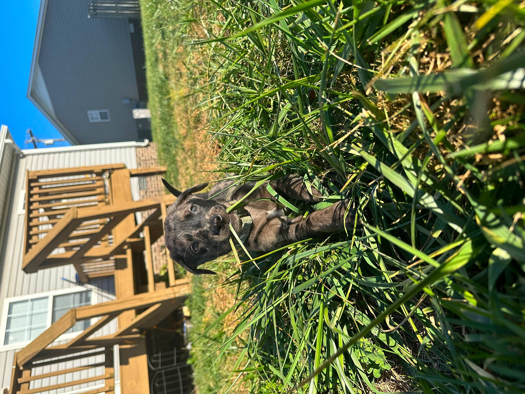 Shax is registered to the contest to win money with this photo: art, biome, building, facade, grass, groundcover, herb, landscape, plant, roof, sculpture, shrub, terrestrial_plant, tree, twig, urban_design, vegetation, window, wood, woody_plant