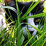 Nala is registered to the contest to win money with this photo: cat, black_and_white, grass, outdoor, animal, nature, greenery, pet, whiskers, closeup, eye, ear, muzzle, hiding, stealth, feline, curious, sunlight, plant, wildlife