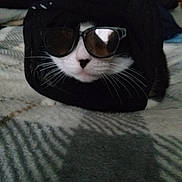 Nala is registered to the contest to win money with this photo: cat, sunglasses, black_hoodie, pet, whiskers, face, blanket, indoor, cozy, shadow, black_and_white, animal, cute, fur, domestic_animal, resting, portrait, fashion, accessory, close_up
