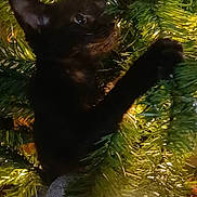 Peppa is registered to the contest to win money with this photo: black_cat, kitten, christmas_tree, ornament, greenery, lights, holiday, festive, indoor, pet, cute, animal, feline, paw, curious, decorations, branch, closeup, dark, playful