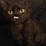 kitten, black_cat, yellow_eyes, pet, indoor, animal, feline, curious, sitting, dark_fur, whiskers, close_up, young_animal, cute, domestic_cat, furry, small_animal, face, nose, fur