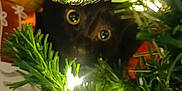 Peppa is registered to the contest to win money with this photo: cat, black_cat, christmas_tree, christmas_ornament, greenery, holiday_lights, festive, decorations, curious, peeking, close_up, indoor, cozy, patterned_background, twinkling_lights, shiny, reflection, holiday, pet, animal