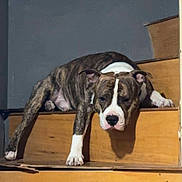 Vodka participe au concours pour gagner de l'argent avec cette photo : adorable, bored, brindle, canine, dog, home, indoor, lying_down, muzzle, nose, paw, pet, pitbull, portrait, resting, staircase, stairs, step, white_markings, wooden_stairs