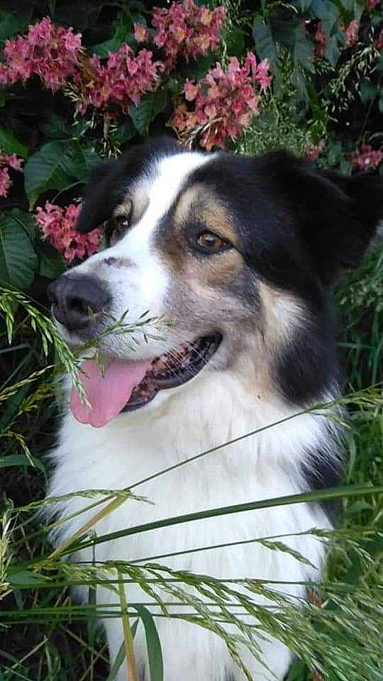 Harley a rejoint le concours — aidez-le/la à gagner de superbes lots ! art, carnivore, companion_dog, dog, dog_breed, flower, grass, plant, sporting_group, terrestrial_animal, tree, working_dog