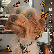 Sandra Krueger is registered to the contest to win money with this photo: dog, small_dog, fluffy, long_hair, brown_and_white, pet, animal, portrait, close_up, butterflies, monarch_butterflies, orange, indoor, window, blinds, collar, leash, social_media, photo_editing, digital_filter