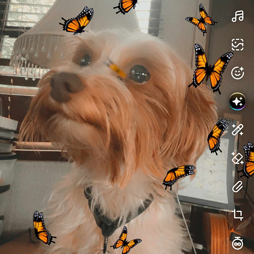 Sandra Krueger is registered to the contest to win money with this photo: dog, small_dog, fluffy, long_hair, brown_and_white, pet, animal, portrait, close_up, butterflies, monarch_butterflies, orange, indoor, window, blinds, collar, leash, social_media, photo_editing, digital_filter