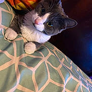 Amy joined the competition — help win amazing prizes! cat, gray_cat, white_cat, pet, indoor, bedspread, patterned_bedspread, blanket, orange_blanket, yellow_blanket, cozy, cute, curious, animal, feline, whiskers, paws, resting, closeup, portrait