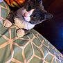cat, gray_cat, white_cat, pet, indoor, bedspread, patterned_bedspread, blanket, orange_blanket, yellow_blanket, cozy, cute, curious, animal, feline, whiskers, paws, resting, closeup, portrait