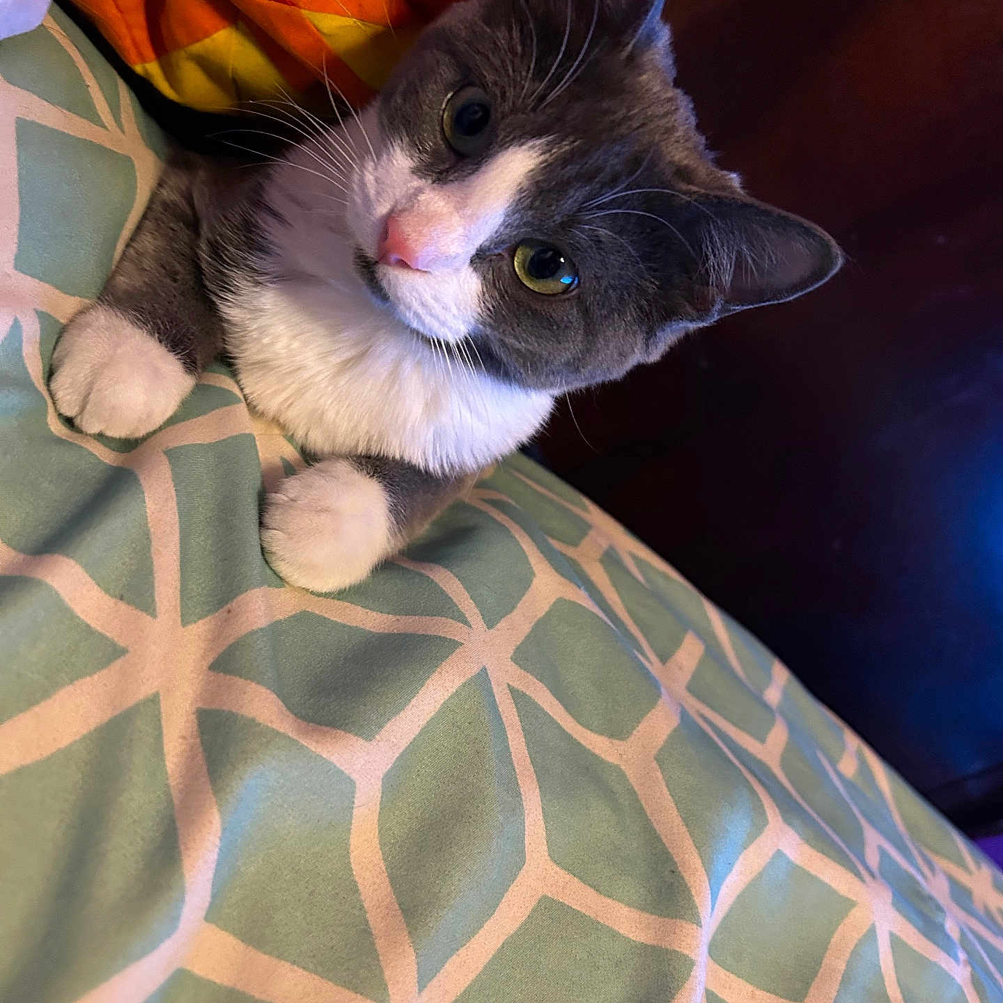Amy