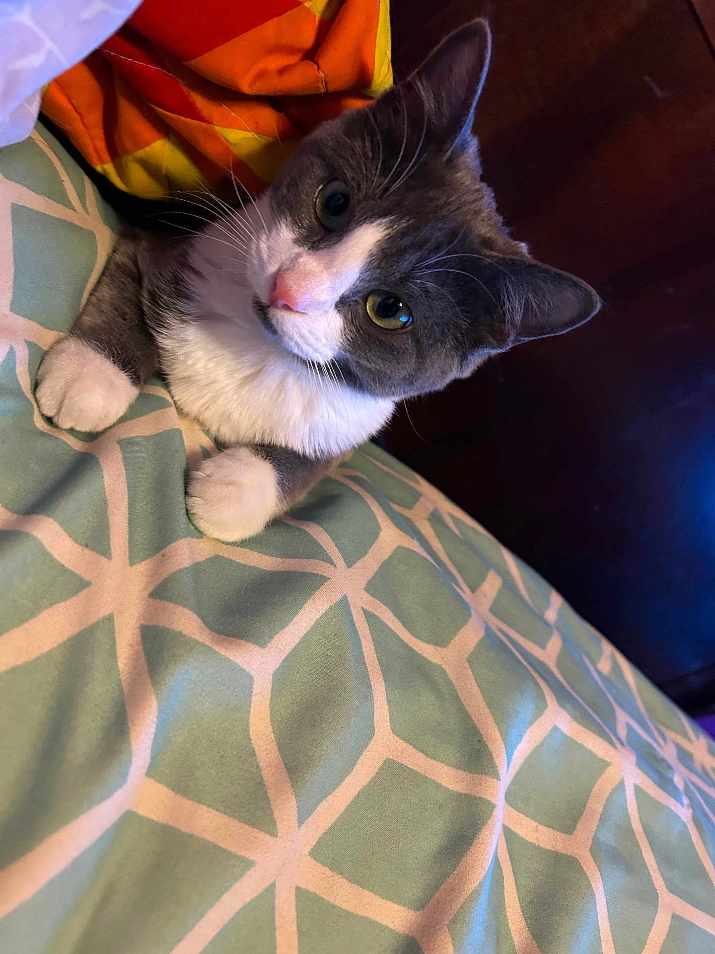 Amy