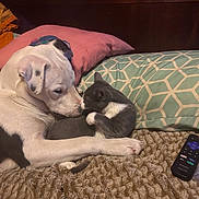 Amy is registered to the contest to win money with this photo: animal, bed, blanket, cat, closeup, comfort, cozy, cuddling, cute, dog, domestic, friendship, fur, indoor, mammal, pet, pillow, remote_control, resting, sleepy