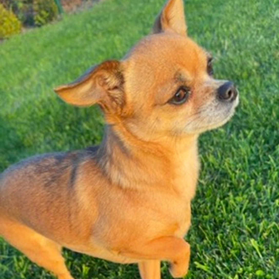 Daisy a rejoint le concours — aidez-le/la à gagner de superbes lots ! animal, bulldog, canine, chihuahua, dog, pet, pug, puppy