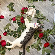 Josefina is registered to the contest to win money with this photo: cat, pet, rose_petals, green_leaves, wooden_floor, curious, relaxed, lying_down, indoor, animal, playful, white_and_gray, collar, floral_mess, nature_elements, cute, domestic, feline, looking_up, eye_contact