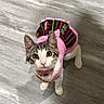 Josefina joined the competition — help win amazing prizes! cat, kitten, pet, floor, looking_up, costume, pink_clothing, indoor, animal, cute, tabby, white_fur, ears, whiskers, collar, curious, small, domestic_cat, feline, playful