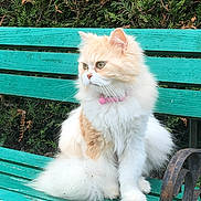 Abby a rejoint le concours — aidez-le/la à gagner de superbes lots ! cat, fluffy, bench, greenery, outdoor, pet, fur, collar, pink, animal, sitting, nature, wood, fence, leaf, relaxing, cute, domestic_cat, whiskers, garden