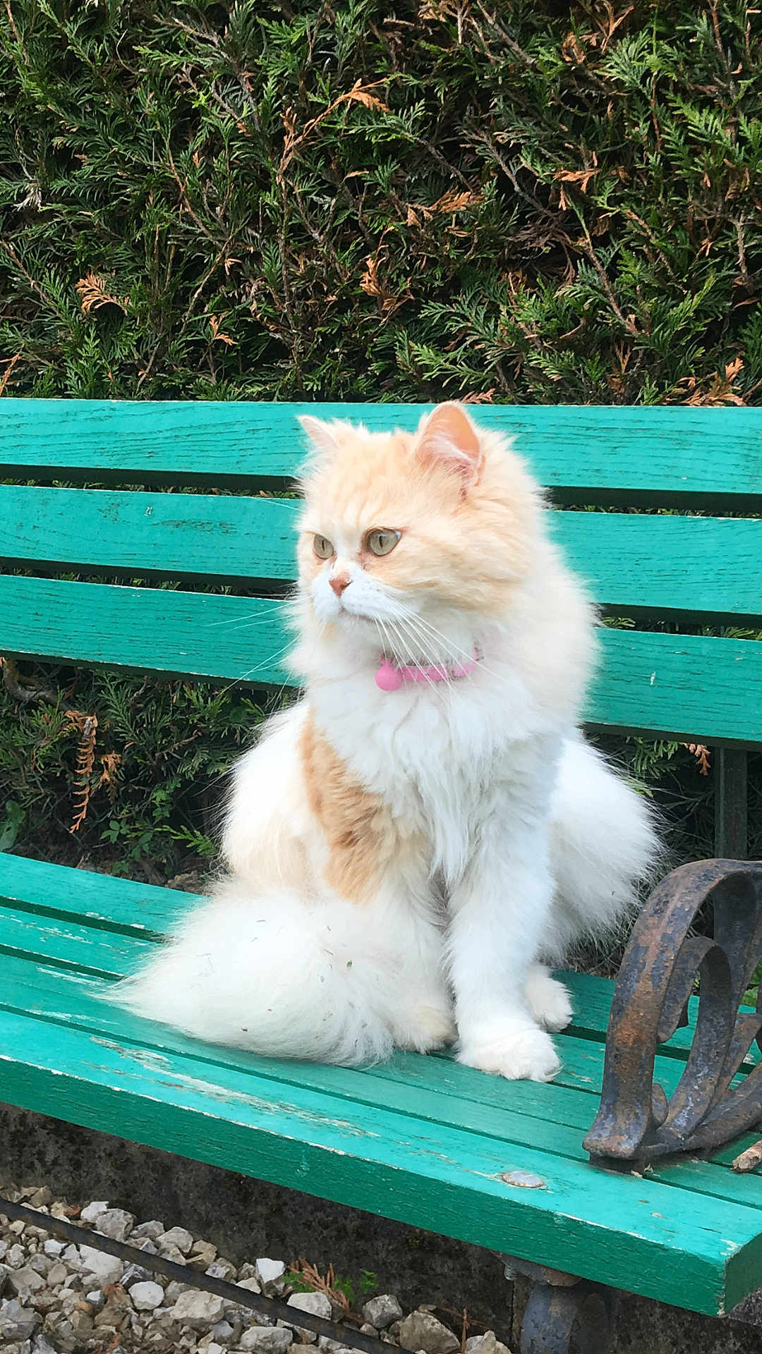 Abby a rejoint le concours — aidez-le/la à gagner de superbes lots ! cat, fluffy, bench, greenery, outdoor, pet, fur, collar, pink, animal, sitting, nature, wood, fence, leaf, relaxing, cute, domestic_cat, whiskers, garden