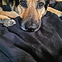 Bella joined the competition — help win amazing prizes! dog, german_shepherd, black_blanket, fur, resting, close_up, pet, animal, indoors, paw, ears, face, nose, eyes, lying_down, cozy, comfort, canine, domestic_animal, portrait