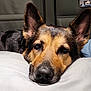 dog, german_shepherd, resting, close_up, pillow, car_interior, seat, ears, face, nose, fur, relaxed, sleepy, animal, pet, muzzle, black, brown, tan, domestic