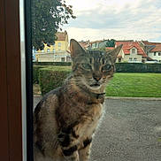 Mikey participe au concours pour gagner de l'argent avec cette photo : cat, tabby, window, curious, outdoor, collar, suburban, houses, hedge, greenery, sky, cloudy, pets, animal, street, daylight, looking, closeup, feline, nature