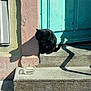 Mikey a rejoint le concours — aidez-le/la à gagner de superbes lots ! black_cat, cat, step, door, turquoise, wall, shadow, sunlight, outdoor, street, bowl, water, animal, pet, quiet, perched, rustic, weathered, daytime, building