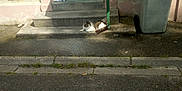 Mikey a rejoint le concours — aidez-le/la à gagner de superbes lots ! animal, building, cat, concrete, daytime, dog_print, door, green_door, outdoor, quiet, relaxing, resting, shadow, sidewalk, steps, street, sunlight, trash_bin, umbrella, urban