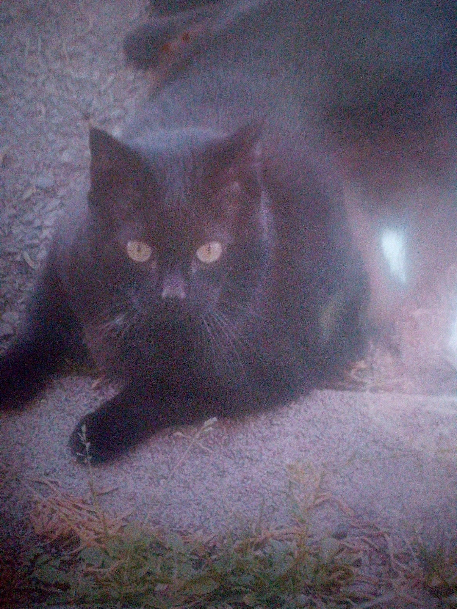 Mikey participe au concours pour gagner de l'argent avec cette photo : asphalt, black_cat, carnivore, cat, cloud, darkness, domestic_short_haired_cat, felidae, flooring, fur, grey, road_surface, shadow, sky, small_to_medium_sized_cats, snout, tail, terrestrial_animal, tints_and_shades, whiskers