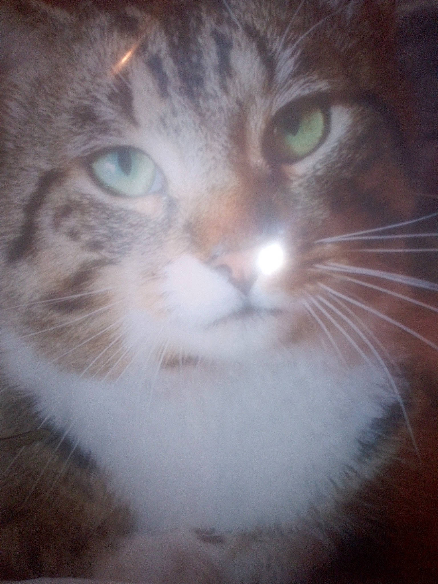 Mikey participe au concours pour gagner de l'argent avec cette photo : carnivore, cat, close_up, darkness, domestic_short_haired_cat, felidae, fur, small_to_medium_sized_cats, snout, terrestrial_animal, whiskers, window