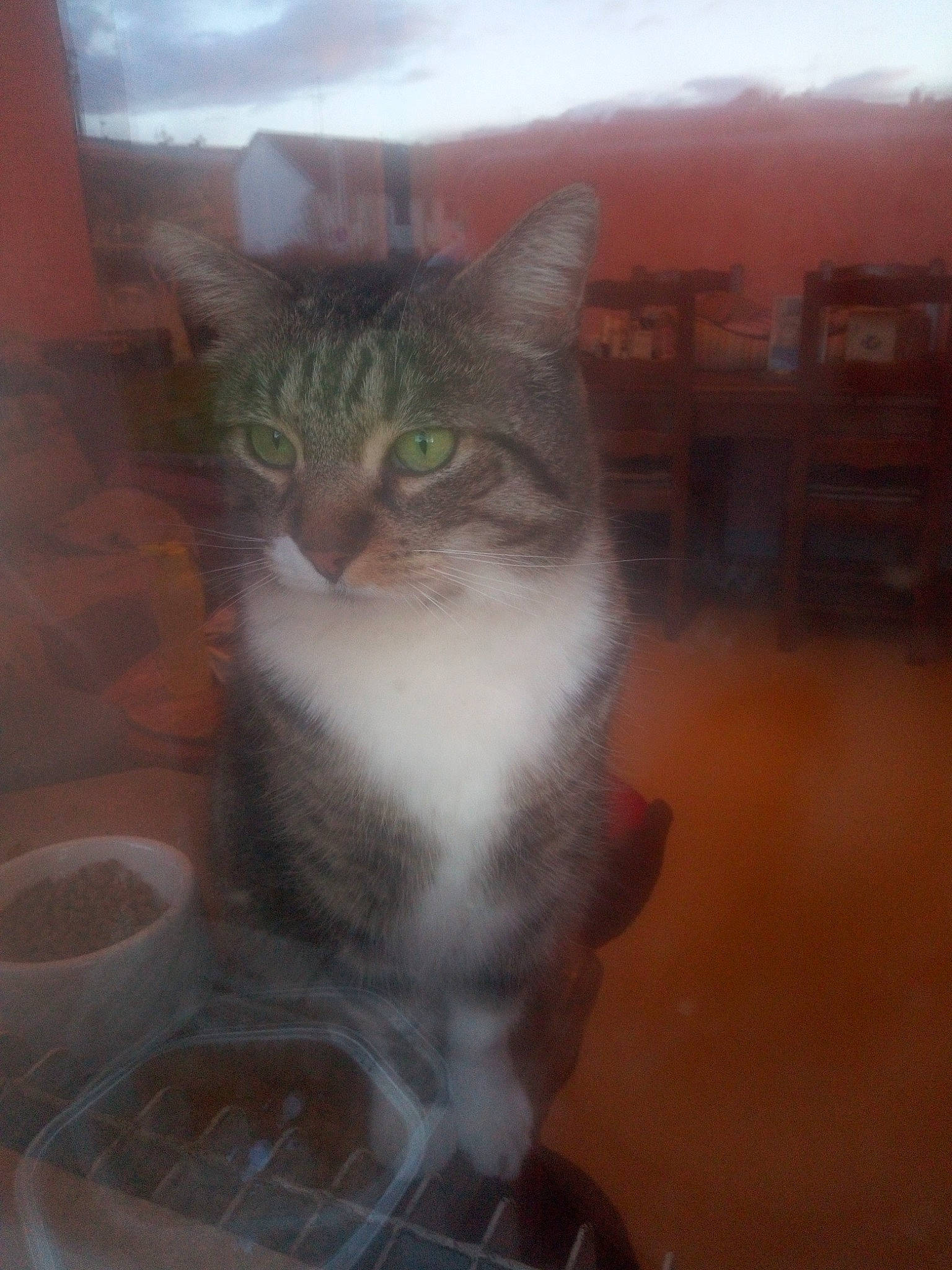 Mikey participe au concours pour gagner de l'argent avec cette photo : carnivore, cat, cat_supply, domestic_short_haired_cat, door, felidae, flooring, fur, paw, pet_supply, sitting, small_to_medium_sized_cats, snout, tableware, tail, terrestrial_animal, whiskers, window, wood