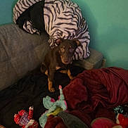 Coco is registered to the contest to win money with this photo: blanket, brown_dog, cluttered, couch, cozy, cushion, dog, fabric, indoor, living_room, looking_at_camera, pet, pillow, plush_toy, puppy, sitting, stuffed_toy, teal_wall, toys, zebra_print_pillow