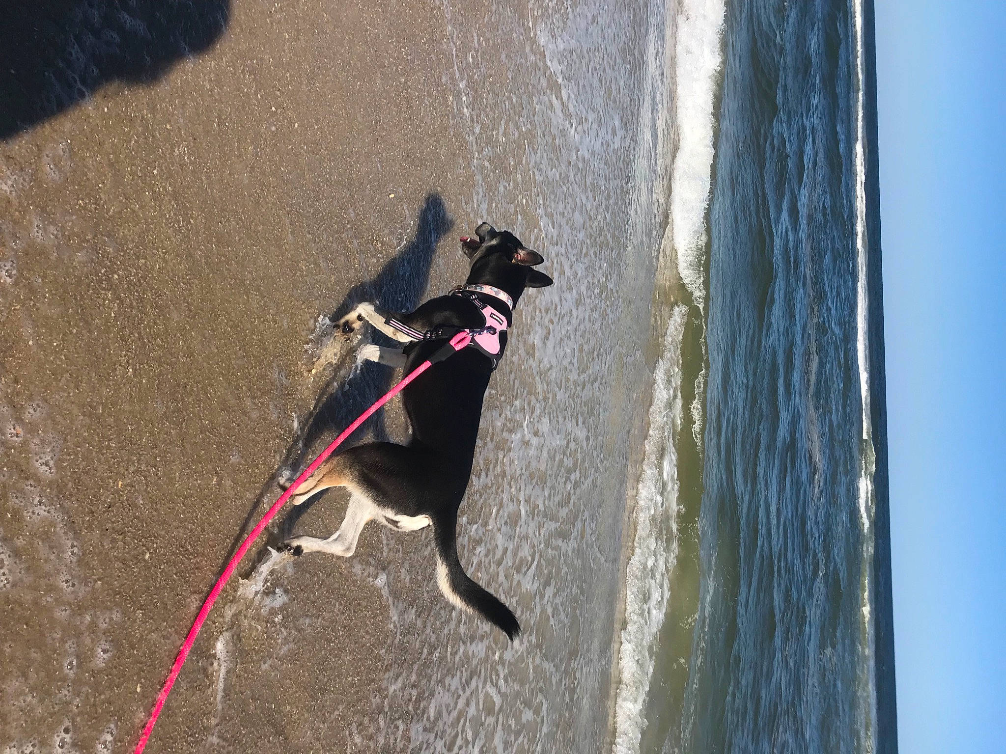 Azul is registered to the contest to win money with this photo: beach, canidae, carnivore, coast, collar, dog, dog_breed, dog_collar, dog_supply, leash, ocean, pet_supply, sand, shadow, shore, sporting_group, tail, wave, wind_wave, working_animal