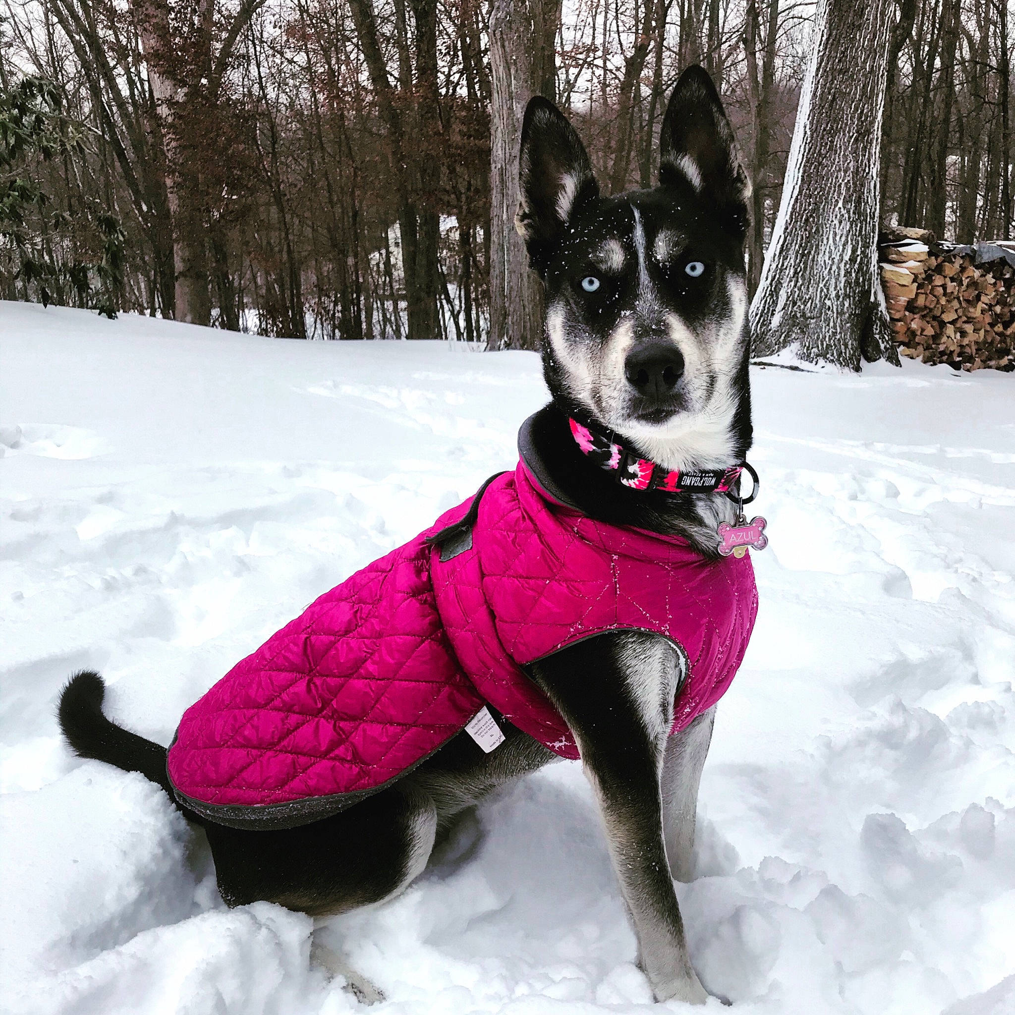 Azul joined the competition — help win amazing prizes! canidae, carnivore, collar, companion_dog, dog, dog_breed, dog_clothes, dog_collar, dog_supply, freezing, non_sporting_group, pet_supply, playing_in_the_snow, precipitation, snout, snow, sporting_group, winter, working_animal, working_dog