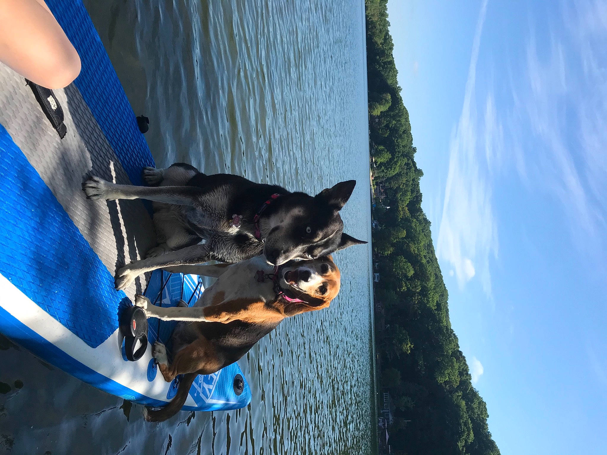 Azul is registered to the contest to win money with this photo: azure, blue, bracelet, canidae, carnivore, cobalt_blue, collar, dog, dog_breed, dog_collar, electric_blue, guard_dog, leash, pack_animal, pet_supply, snout, sporting_group, tropics, working_animal, working_dog