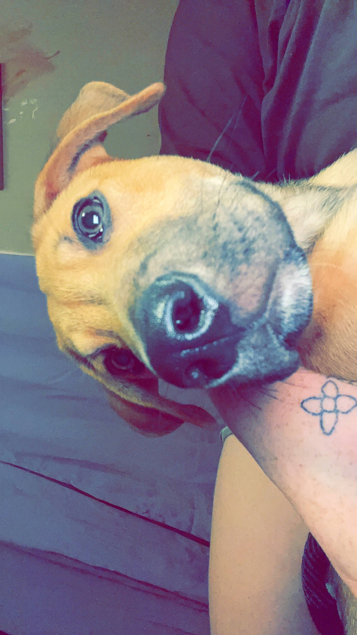 Chevy is registered to the contest to win money with this photo: ancient_dog_breeds, canidae, carnivore, comfort, companion_dog, dog, dog_breed, ear, elbow, fawn, fur, human_leg, non_sporting_group, snout, temporary_tattoo, toy_dog, whiskers, working_animal, wrinkle, wrist