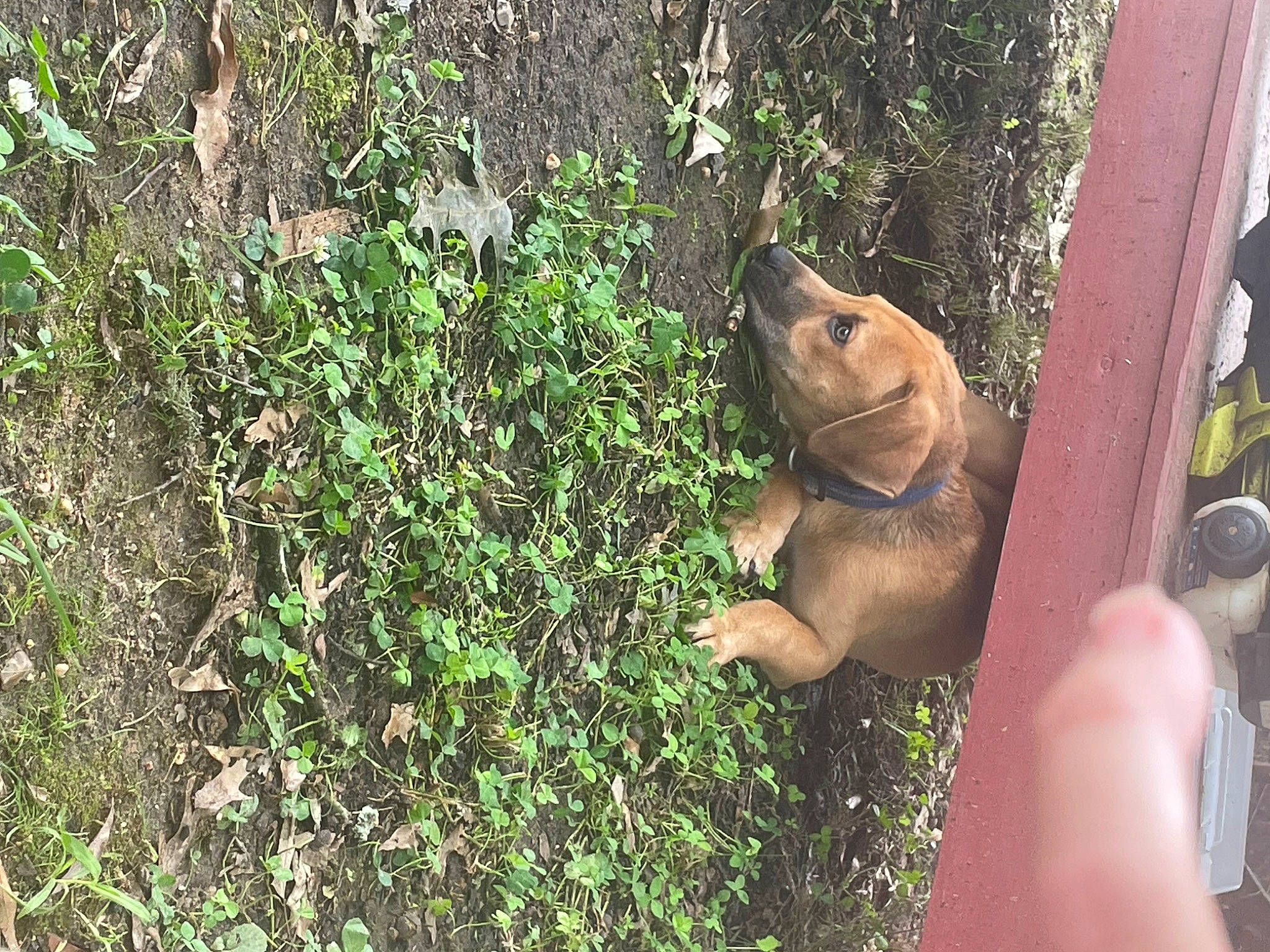 Chevy is registered to the contest to win money with this photo: amphibian, fawn, forest, frog, grass, groundcover, marsupial, plant, reptile, snout, soil, squirrel, tail, terrestrial_animal, terrestrial_plant, toad, tree, true_frog, trunk, wood