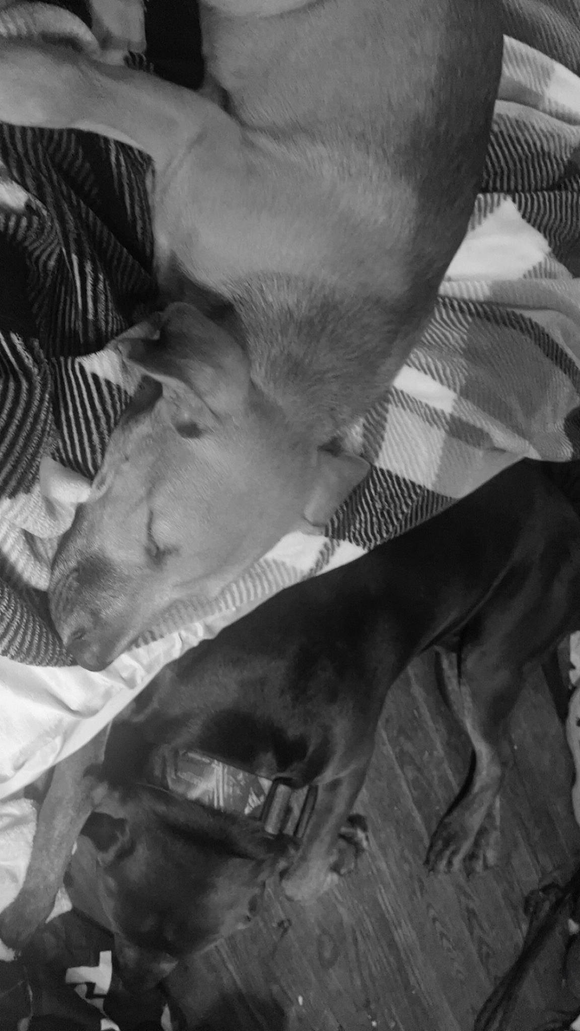 Chevy joined the competition — help win amazing prizes! black_and_white, comfort, fur, gesture, grey, linens, monochrome, monochrome_photography, nap, pattern, room, sitting, still_life_photography, style, textile, tie, whiskers