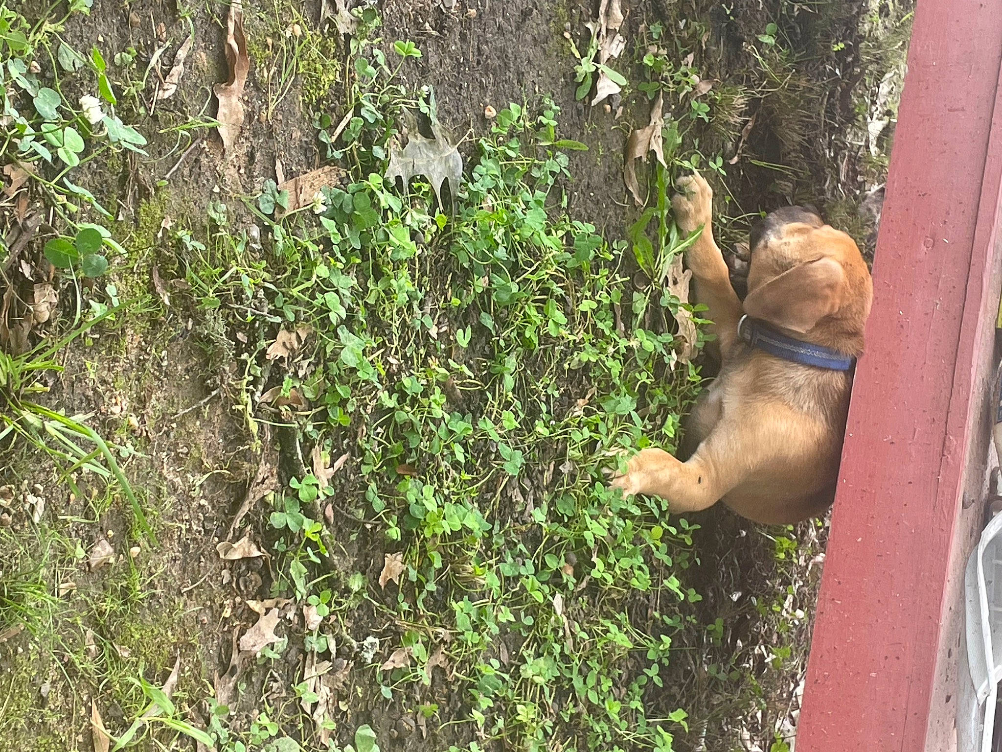 Chevy is registered to the contest to win money with this photo: carnivore, companion_dog, dog, dog_breed, fawn, felidae, grass, groundcover, lion, liver, plant, rhesus_macaque, snout, sporting_group, tail, terrestrial_animal, terrestrial_plant, trunk, wood, working_animal