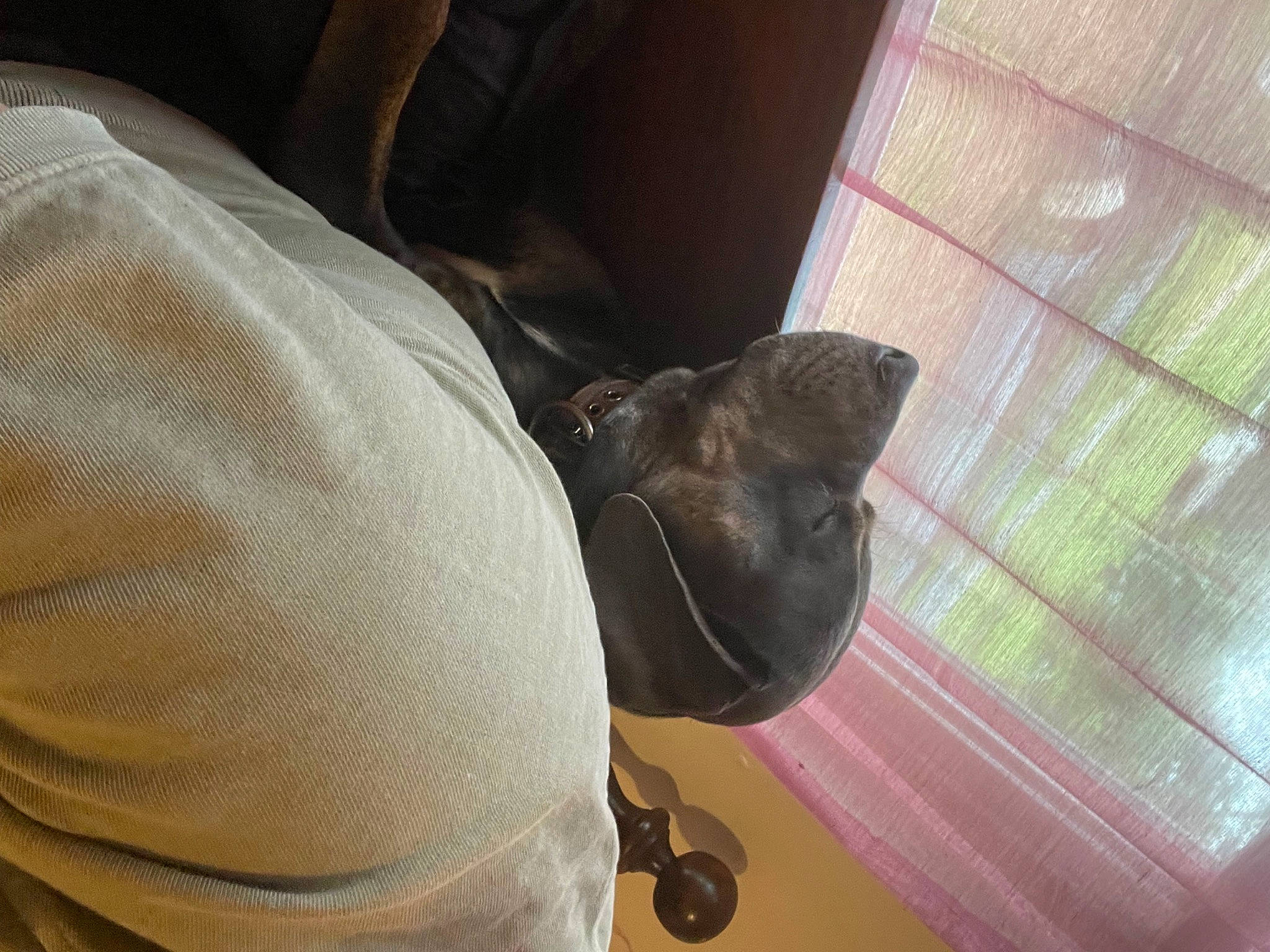 Champ joined the competition — help win amazing prizes! comfort, dog, elbow, fawn, flooring, human_leg, pattern, room, sleeve, sporting_group, vehicle_door, whiskers, window, window_blind, wood