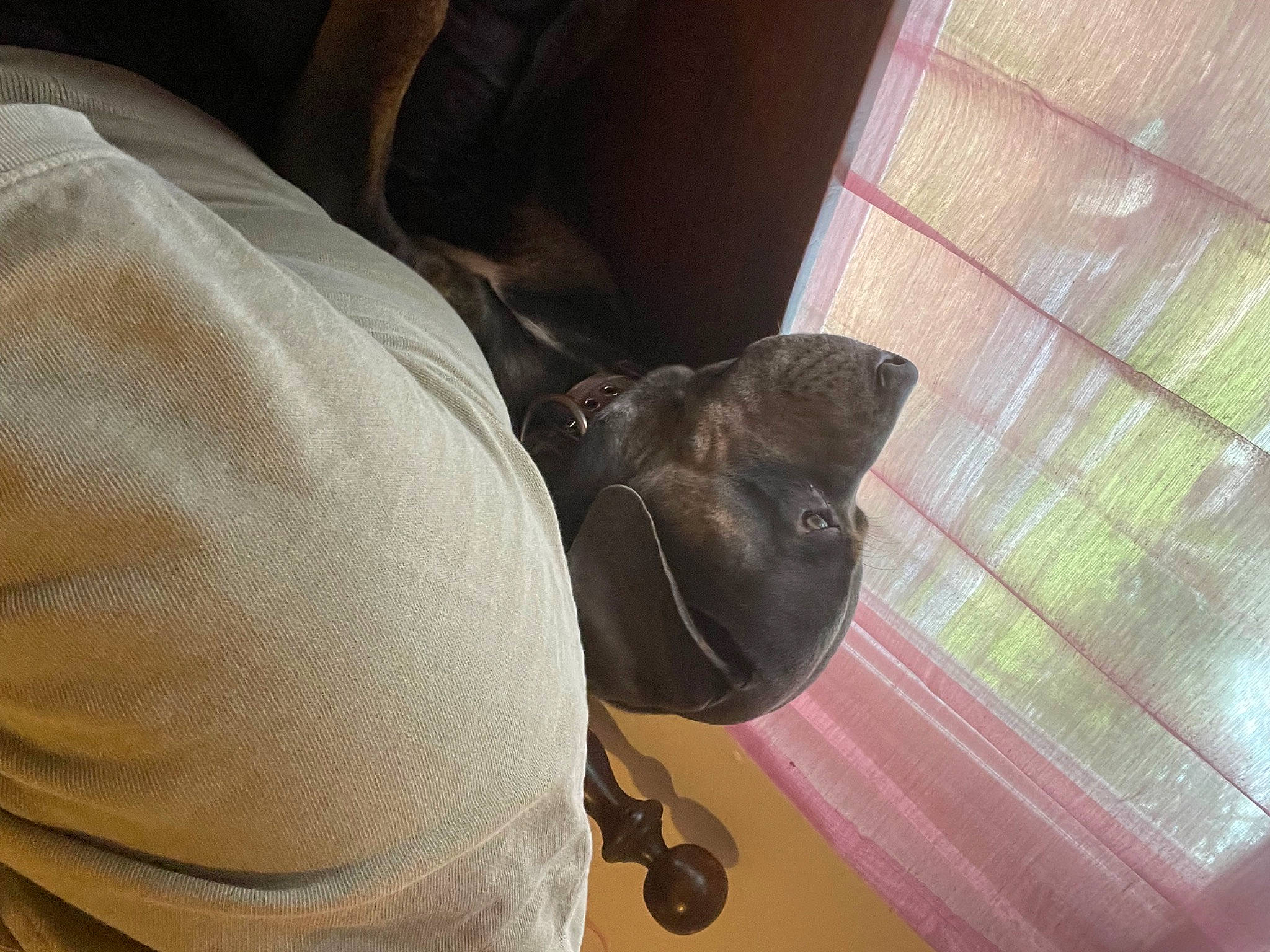 Champ is registered to the contest to win money with this photo: carnivore, comfort, curtain, dog, dog_breed, elbow, fawn, felidae, flooring, human_leg, room, sleeve, small_to_medium_sized_cats, tints_and_shades, whiskers, window, window_blind, window_covering, window_treatment, wood