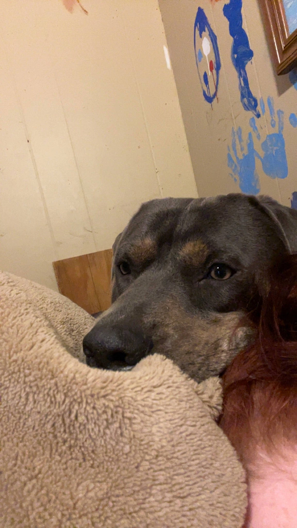 Champ is registered to the contest to win money with this photo: borador, canidae, carnivore, comfort, companion_dog, dog, dog_breed, ear, fawn, flooring, fur, guard_dog, labrador_retriever, liver, puppy, snout, sporting_group, street_dog, whiskers, working_animal