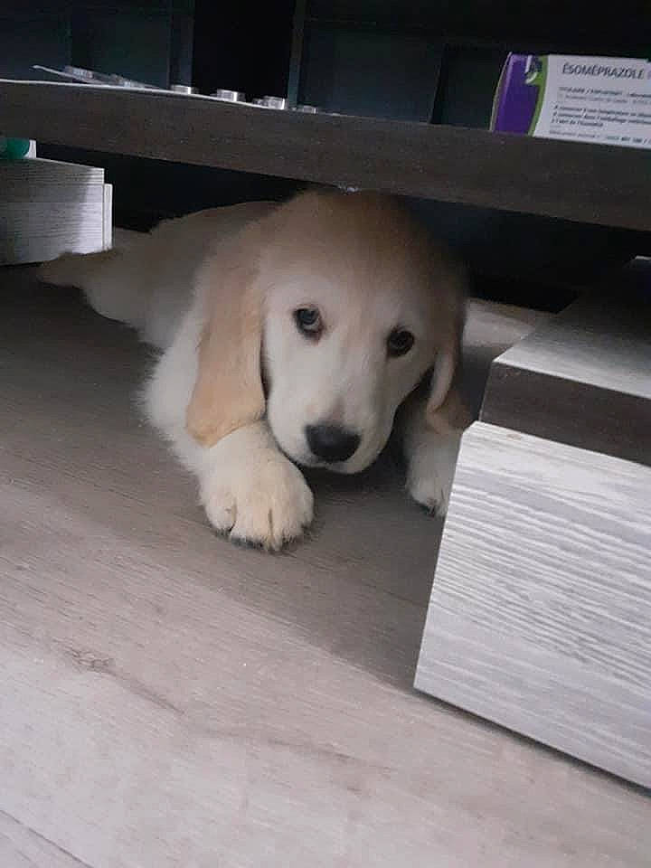 Rox a rejoint le concours — aidez-le/la à gagner de superbes lots ! canidae, carnivore, companion_dog, dog, dog_breed, fawn, flooring, font, fur, head, metal, non_sporting_group, photo_caption, rectangle, snout, sporting_group, tail, terrestrial_animal, wood, working_animal