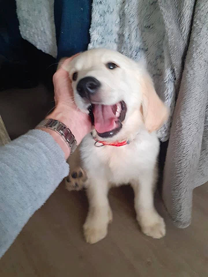 Rox a rejoint le concours — aidez-le/la à gagner de superbes lots ! carnivore, collar, companion_dog, dog, dog_breed, dog_collar, fang, fawn, jaw, kintamani, livestock_guardian_dog, maremma_sheepdog, paw, pet_supply, retriever, smile, snout, sporting_group, whiskers, working_animal