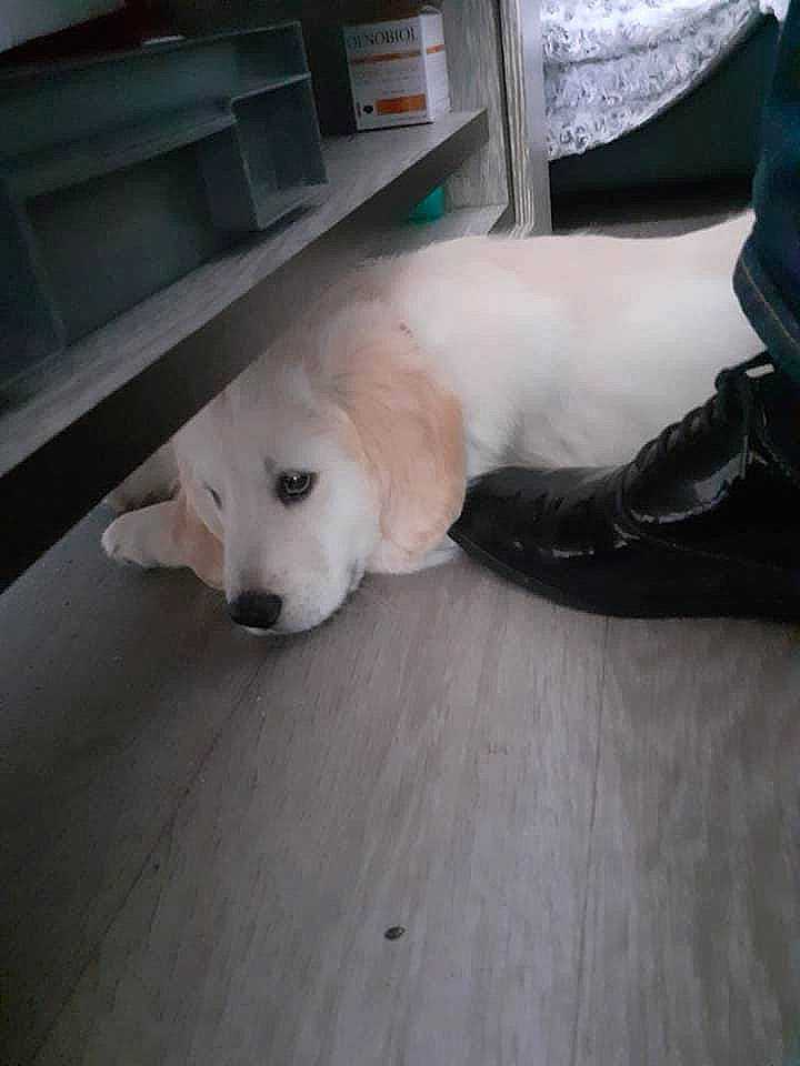 Rox a rejoint le concours — aidez-le/la à gagner de superbes lots ! canidae, carnivore, comfort, companion_dog, dog, dog_breed, flooring, fur, hardwood, non_sporting_group, pet_supply, snout, sporting_group, tail, terrestrial_animal, wood, working_animal